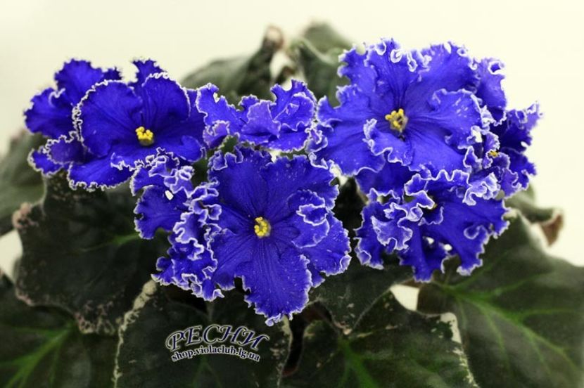 RS-Rajskaja Buhta - DORINTE