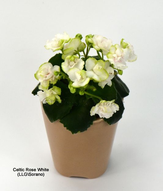 Celtic Rose White - DORINTE
