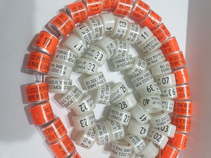  - 1-A-INELE PERSONALIZATE 2022