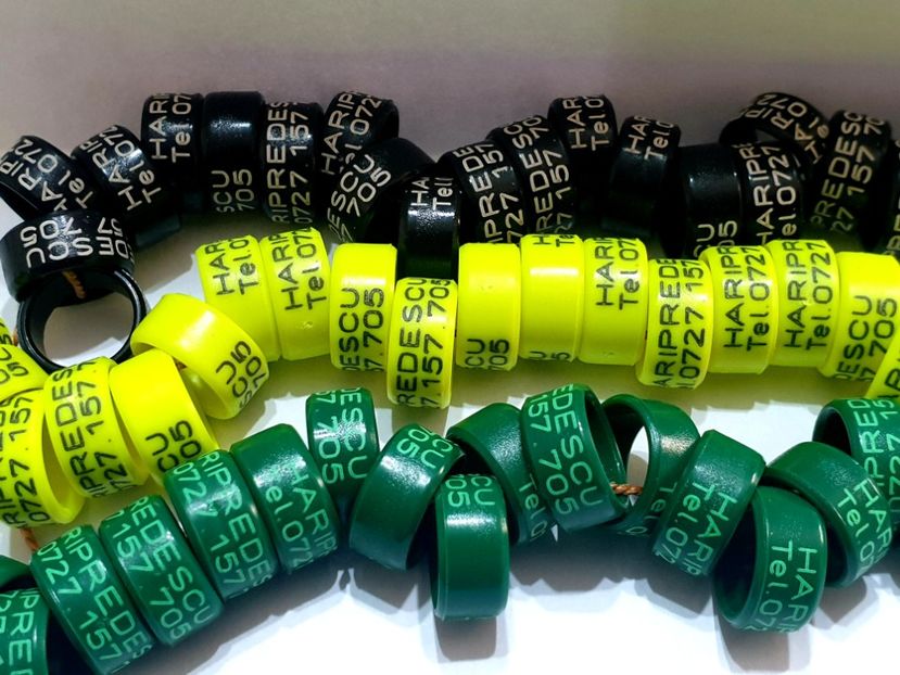  - 1-A-INELE PERSONALIZATE 2022