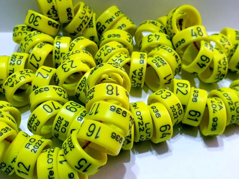  - 1-A-INELE PERSONALIZATE 2022