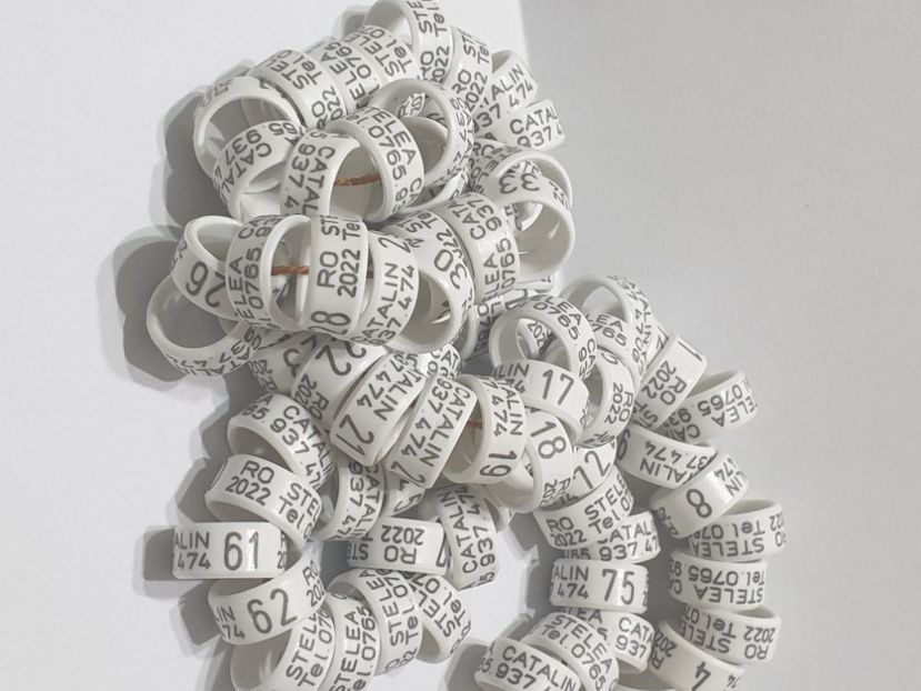  - 1-A-INELE PERSONALIZATE 2022