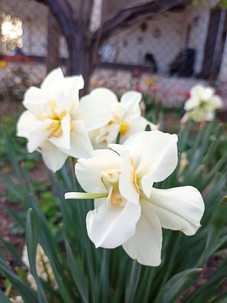 15.04 - gradina 2022