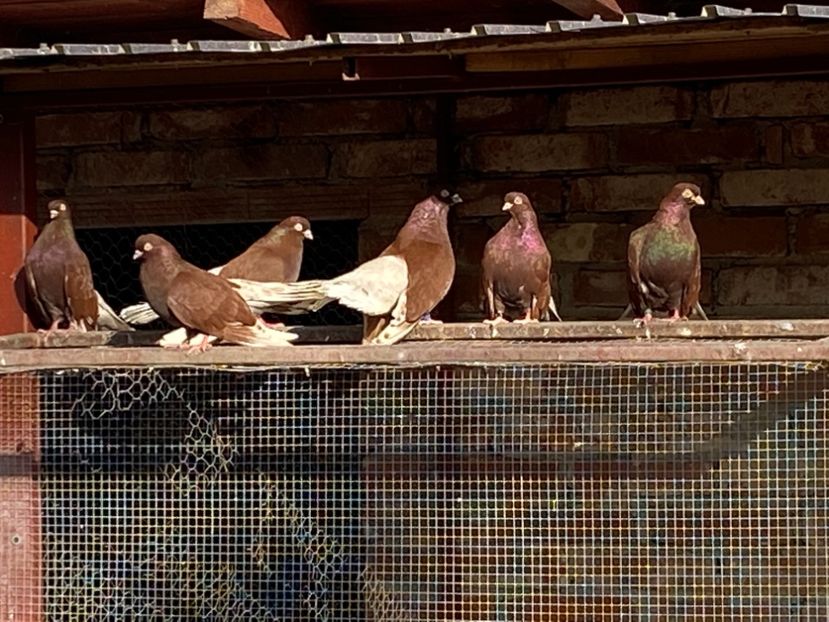 B087666B-A282-471B-A411-E331E8662D80 - Ciungi de Bucuresti