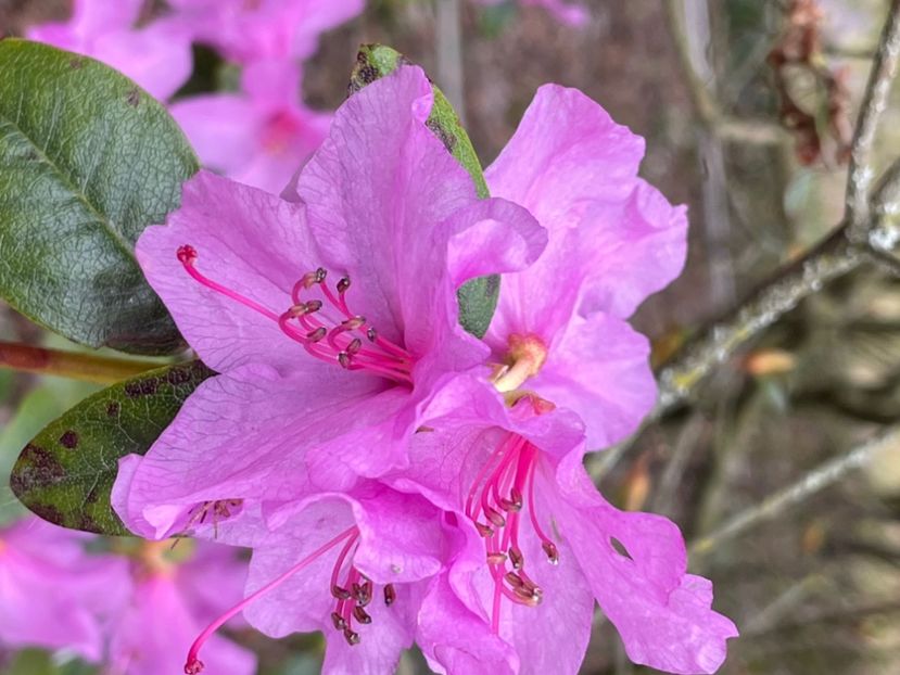 D5EA4797-4D3E-4537-B36E-31D79DD86FE6 - AZALIA