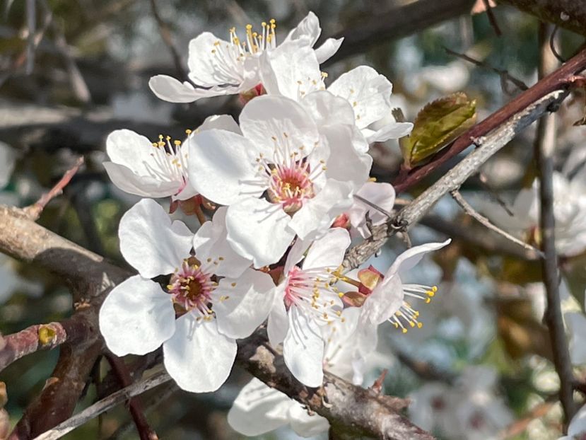 5D4B7BEC-FCD5-4AFD-A096-04BE06ACB0AE - ARBORII IN FLOARE