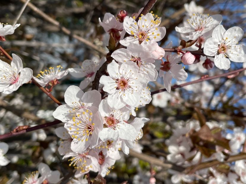 63257A56-7800-4E5D-AAF6-4E2B52837569 - ARBORII IN FLOARE
