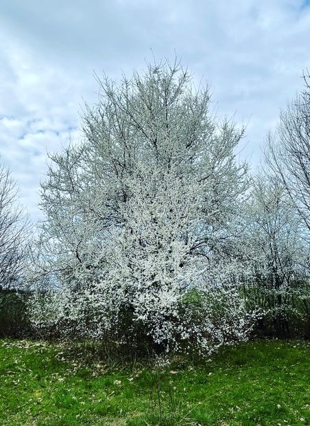 5B870BB8-013A-4037-8F88-64E93A763CC6 - ARBORII IN FLOARE