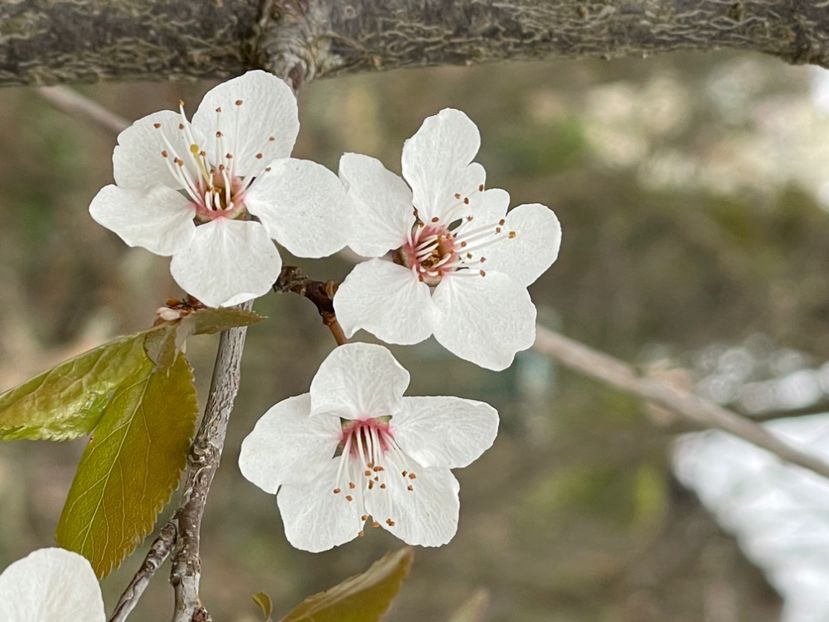 2595B3C8-8AE3-465D-B9E4-657E4E8889AA - ARBORII IN FLOARE