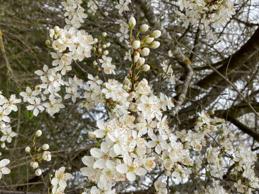 7497C82B-511F-4EEF-9B9E-8804995FFD2B - ARBORII IN FLOARE