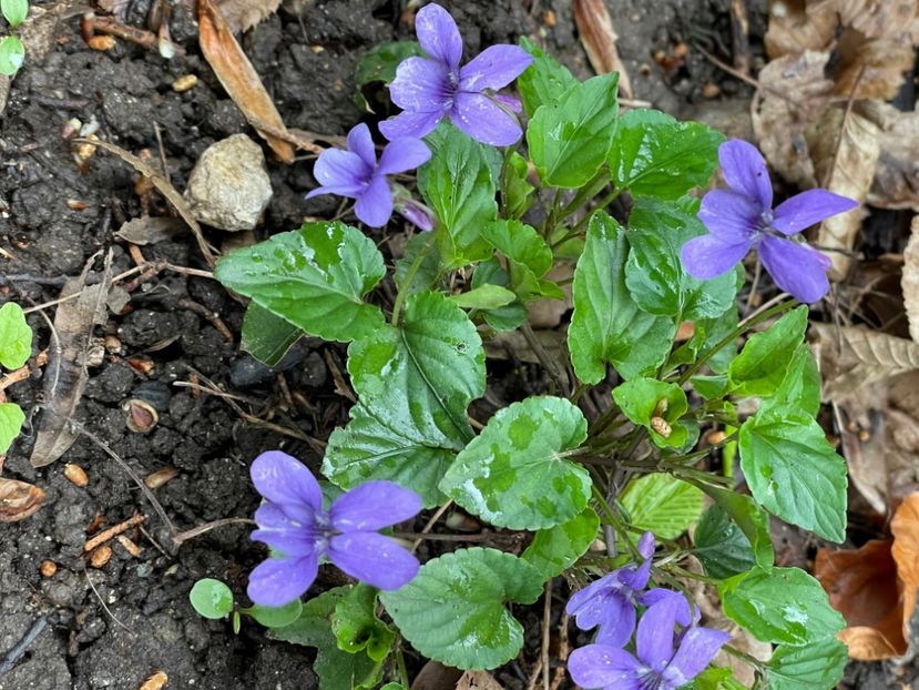 A547A394-D0C4-4A44-9570-AB0E2FDFA138 - FLORILE PRIMAVERII