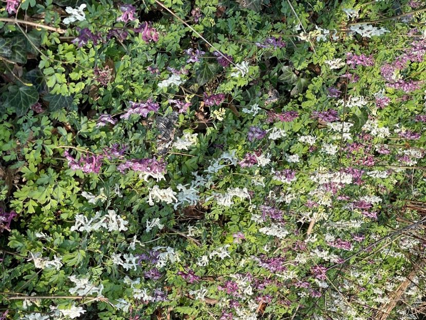 A2B4F8CB-124B-4579-A4C0-0012A367986B - FLORILE PRIMAVERII