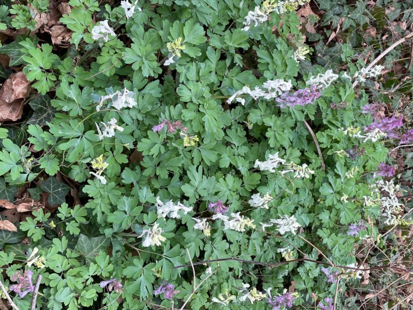 AB85897E-F73E-49AB-8B1D-93758FE795EF - FLORILE PRIMAVERII