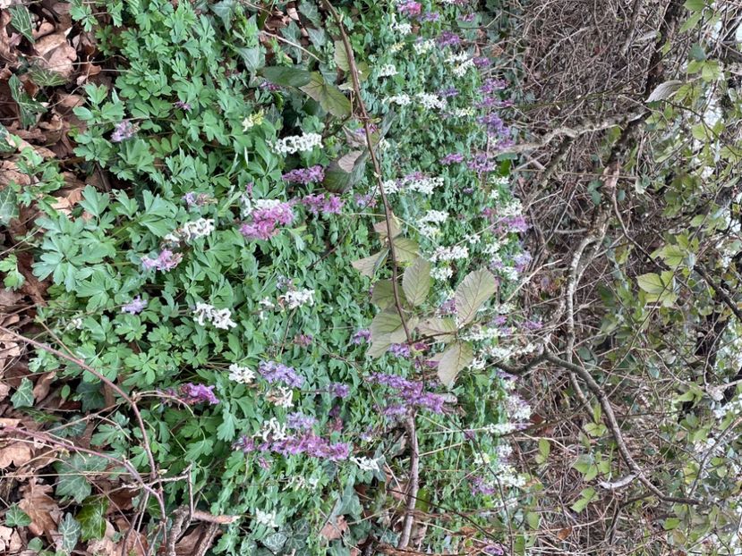 3CBAB766-6A93-41DB-8FCD-3C50EF476EE3 - FLORILE PRIMAVERII