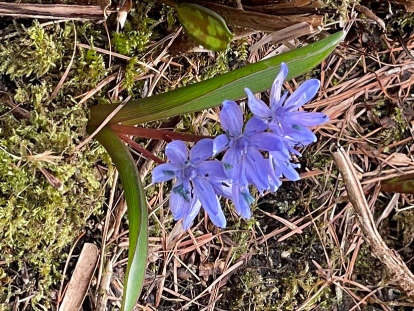 F327CFA2-634A-43B0-8647-2DEC77297F47 - FLORILE PRIMAVERII