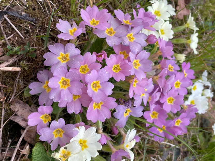 906CF047-A4B6-493C-985F-465471762D4F - FLORILE PRIMAVERII