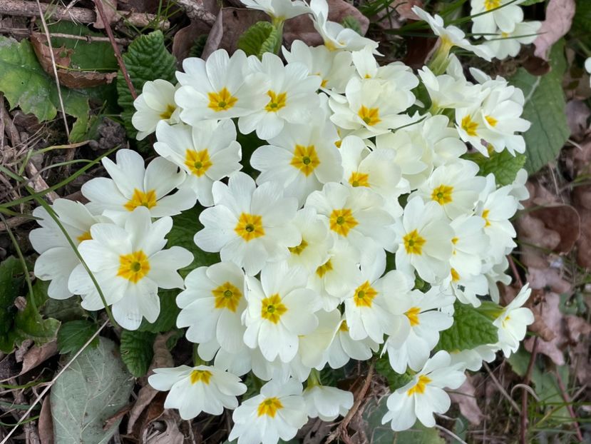 22D36D8C-E05F-46A8-B157-0C8FCA8C2DCD - FLORILE PRIMAVERII