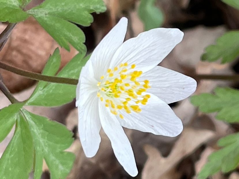 CCC0355C-08F2-4AF2-AB36-EBD758729A3E - FLORILE PRIMAVERII