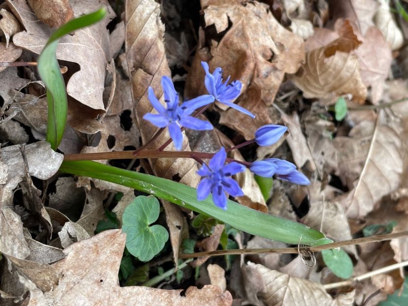 2281003B-4BB2-429D-A498-9B66A2308350 - FLORILE PRIMAVERII