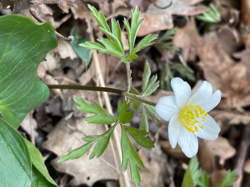 CE204205-F34D-4C71-A498-3D7603C63015 - FLORILE PRIMAVERII