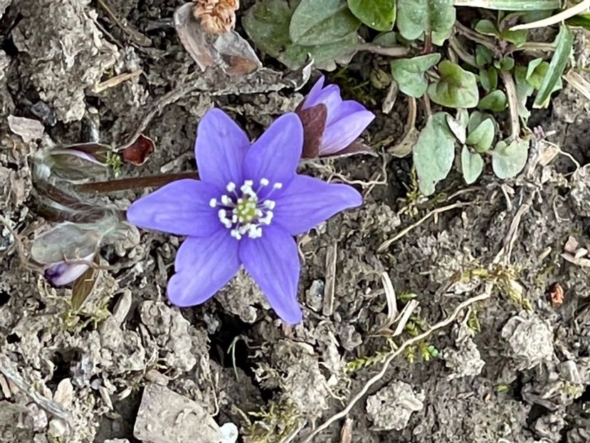 372E089B-F92B-495F-A667-E13428C7BE95 - FLORILE PRIMAVERII