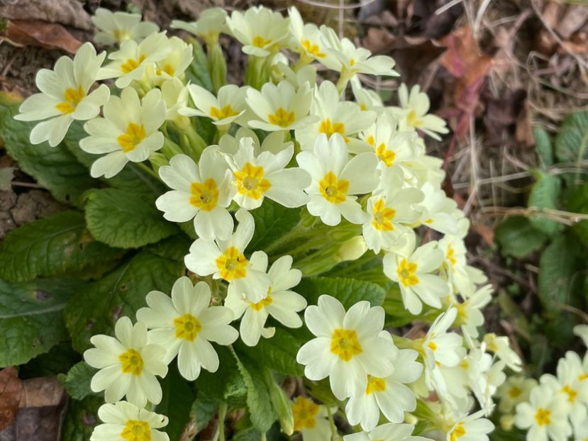 29E4229A-7BDA-4F98-AA1E-BE53B5956293 - FLORILE PRIMAVERII