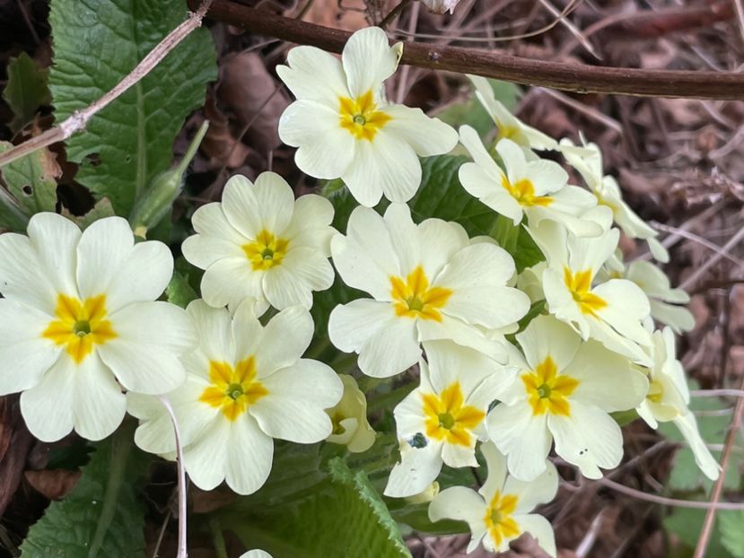 DB379EE4-D381-499A-A409-A29BA878703F - FLORILE PRIMAVERII