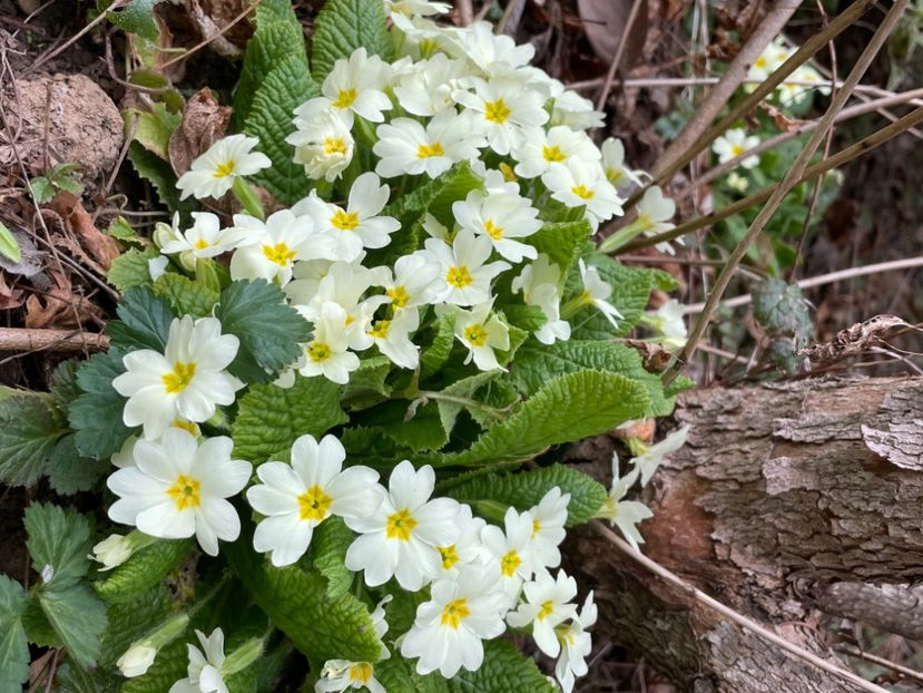 D253E488-3604-413C-9A31-9030147DF98F - FLORILE PRIMAVERII