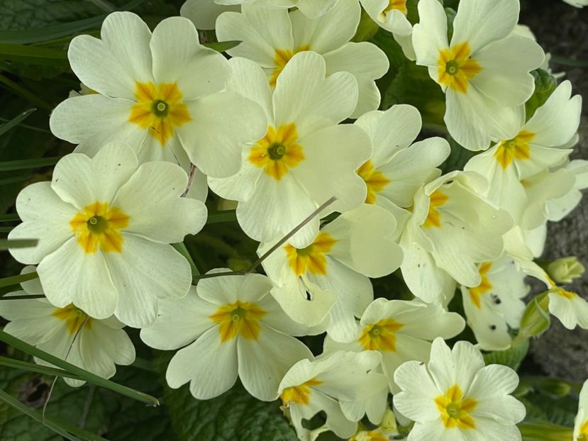 67BEEE91-3872-46BF-9E31-DAA647FBC517 - FLORILE PRIMAVERII