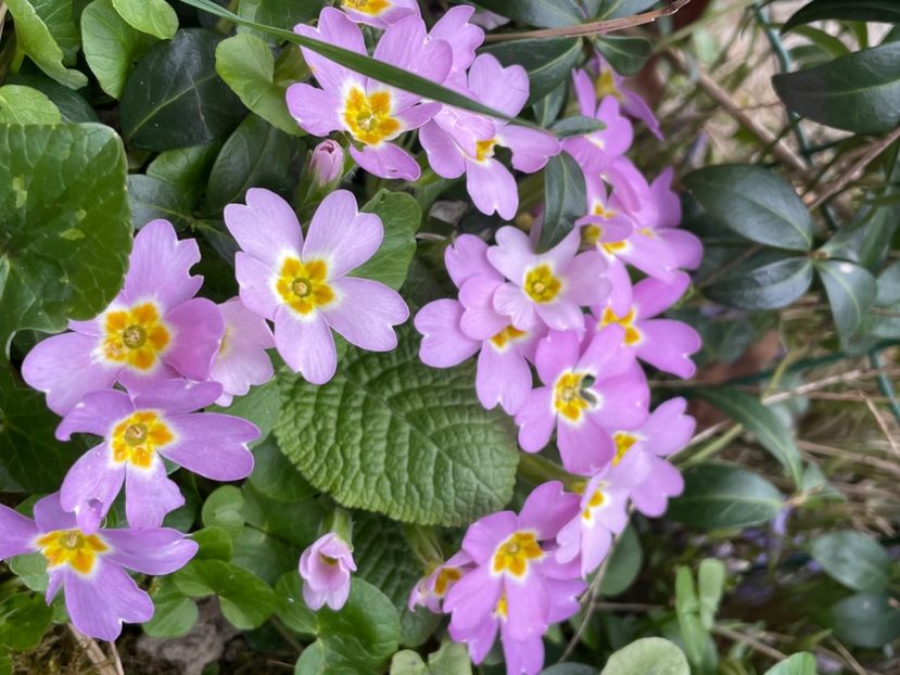 A4A1B81B-A2C0-4A48-9FA9-3DEA43C1C036 - FLORILE PRIMAVERII