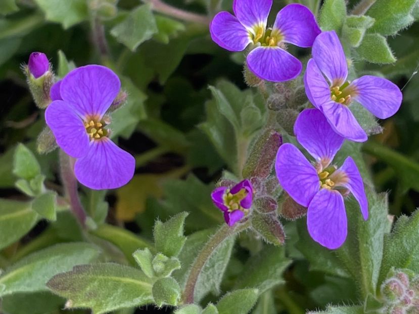 E23278A2-CDB9-424F-B22C-3F57BC1CAE7D - FLORILE PRIMAVERII