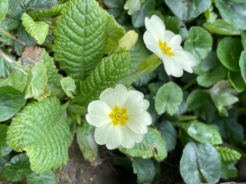 E5500FF3-AEEF-4AB0-A2B6-D8030198E9D7 - FLORILE PRIMAVERII