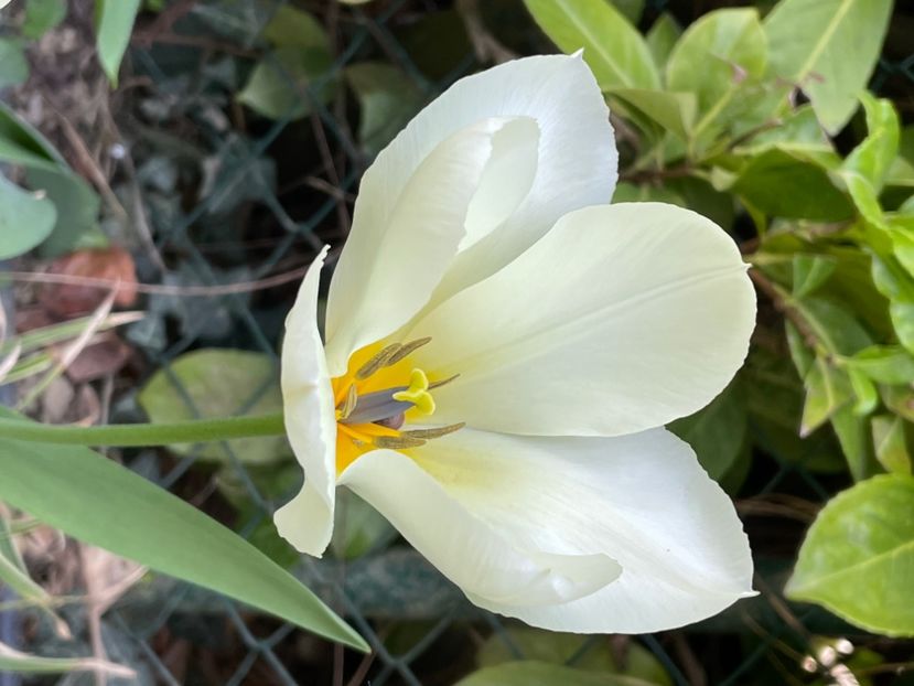 5961031C-D261-4600-BC5F-CB2A1A1E985E - LALELE