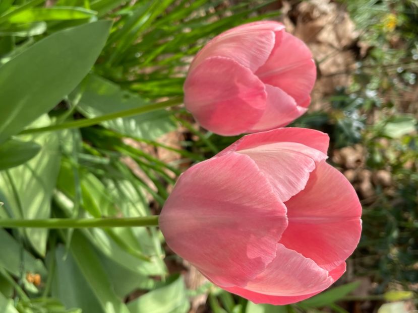 7570CF39-333E-4BB1-A39E-81EE4A360CFB - LALELE