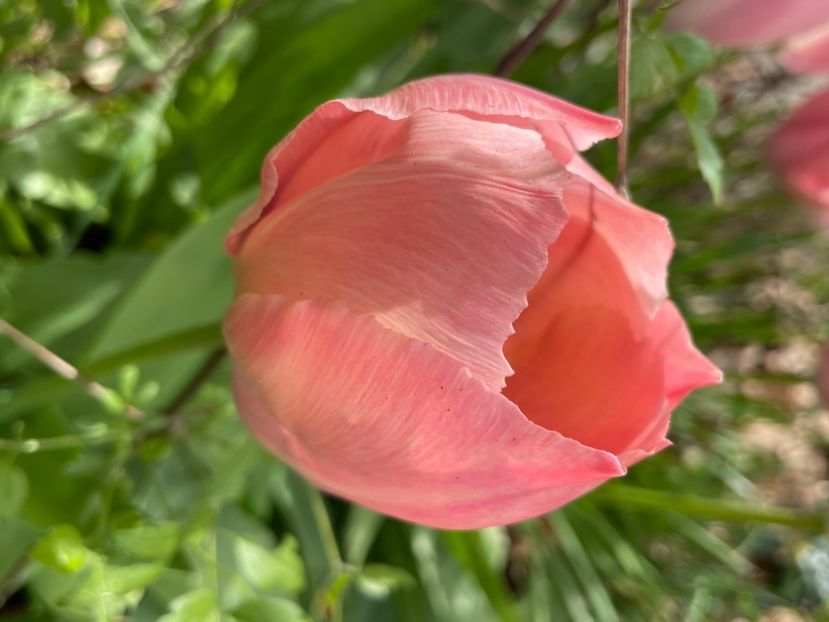 FC444CFA-8337-4A96-BE45-33CBB98EEAF8 - LALELE