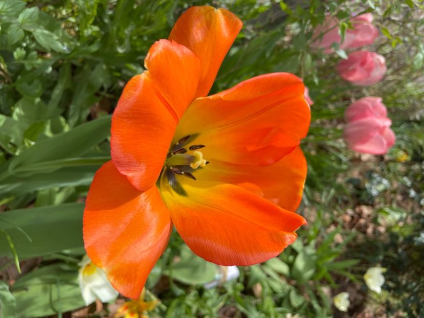 2CB0E858-D35F-45A2-B81B-F97208AD396B - LALELE