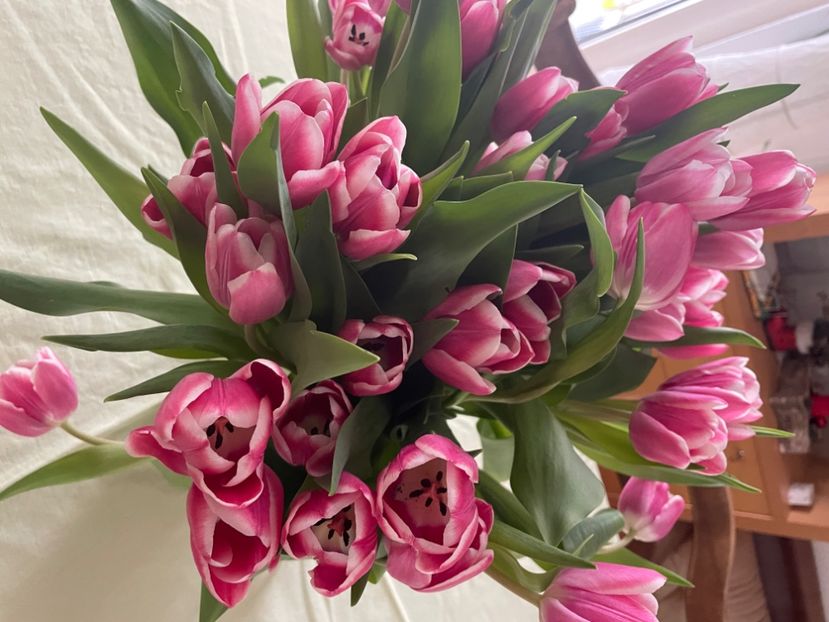 39538A13-5B92-408E-B5FB-88349AEC3415 - LALELE