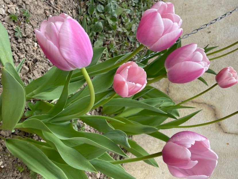 6CA8FF94-0921-4643-A688-3FCC3F15B0B8 - LALELE