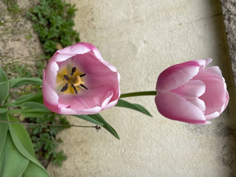 DA096861-7106-40F9-BC84-4A4DE118C513 - LALELE