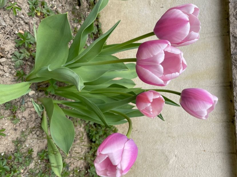 48DF8D12-35E0-49D2-AF27-6CB86FD06939 - LALELE