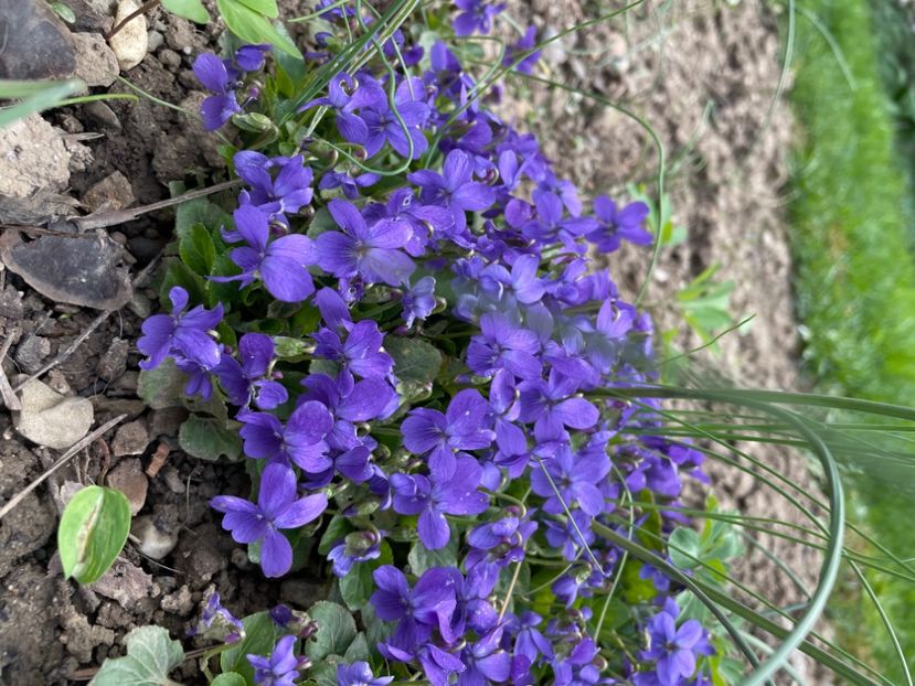 FBA0A931-C429-48A3-9CE4-B8F2F6436AFF - LALELE