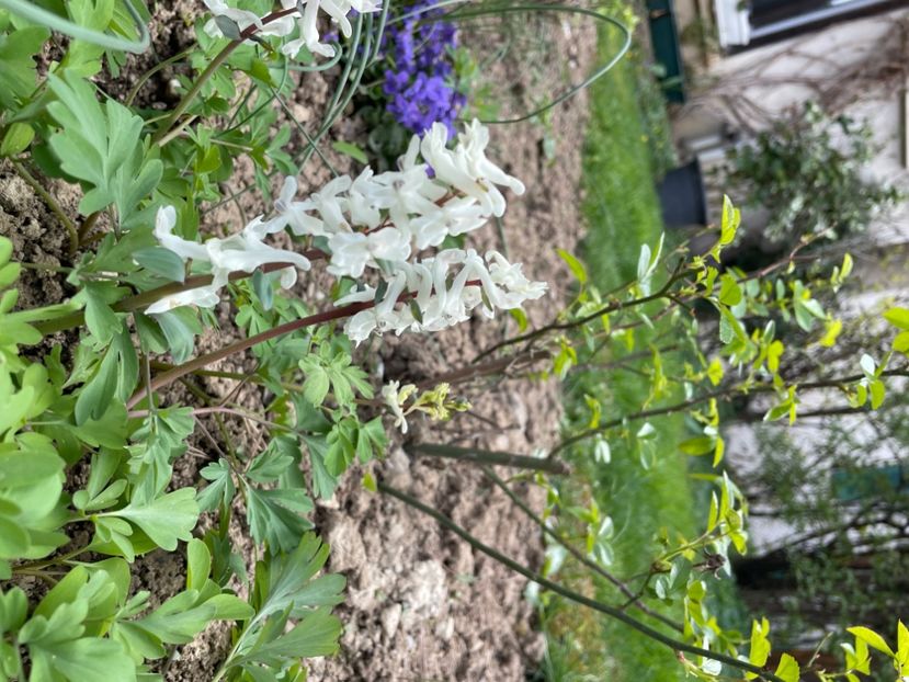 39C280F6-47FE-4EBE-9FAC-A7892E16814F - LALELE