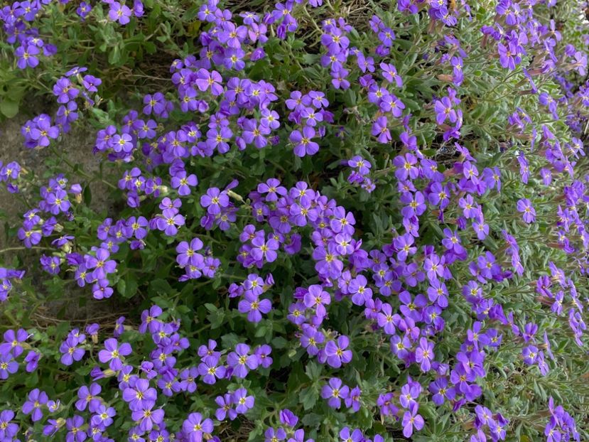 4D5D2805-FCA2-40B9-ABDC-61A159EACBFE - LALELE