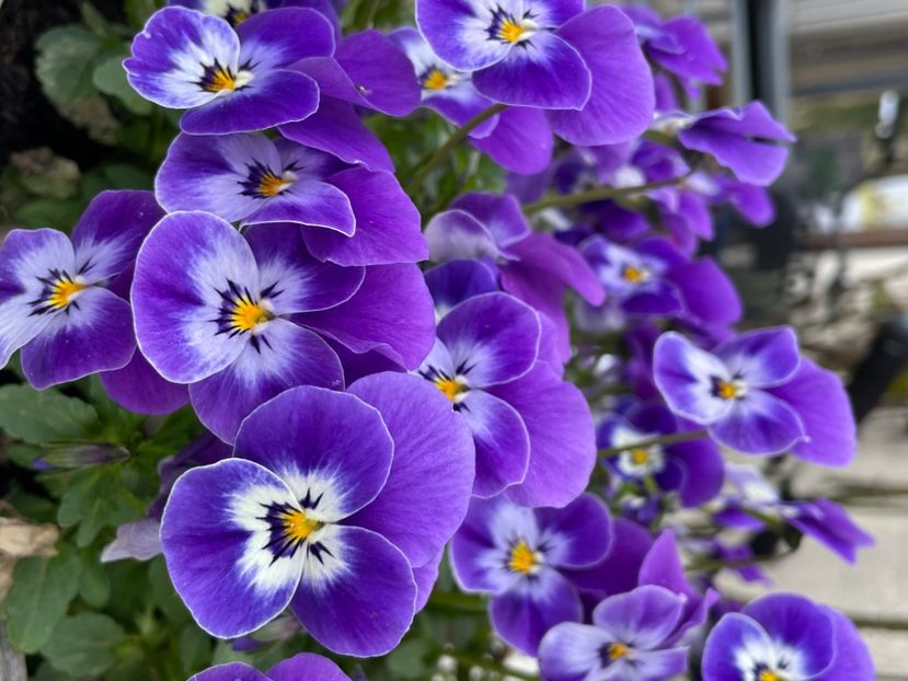 B6606C13-1D1B-4D60-94AC-928168EDABB9 - LALELE