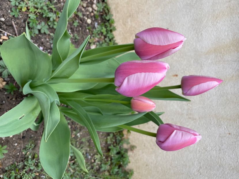 FE54EBFB-E2BA-4E25-B471-C784BC54993F - LALELE