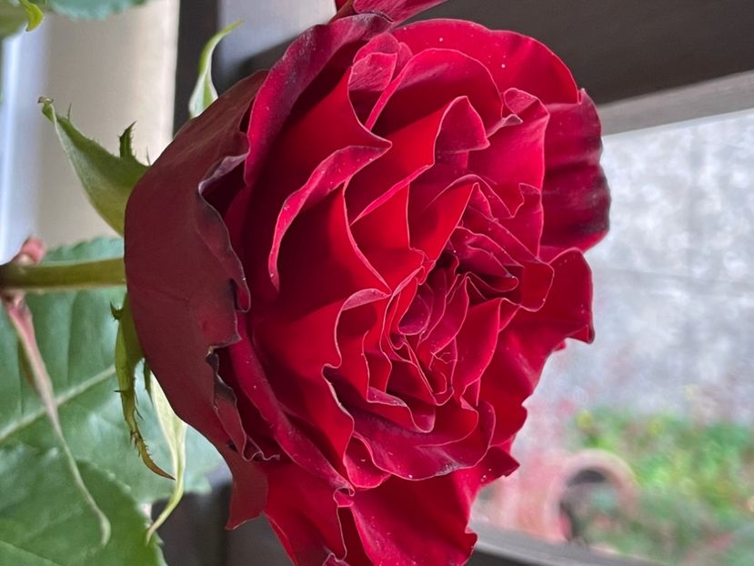 2E9CCAAA-2EB2-4152-87D3-BF91D93B3BB8 - TRANDAFIRI