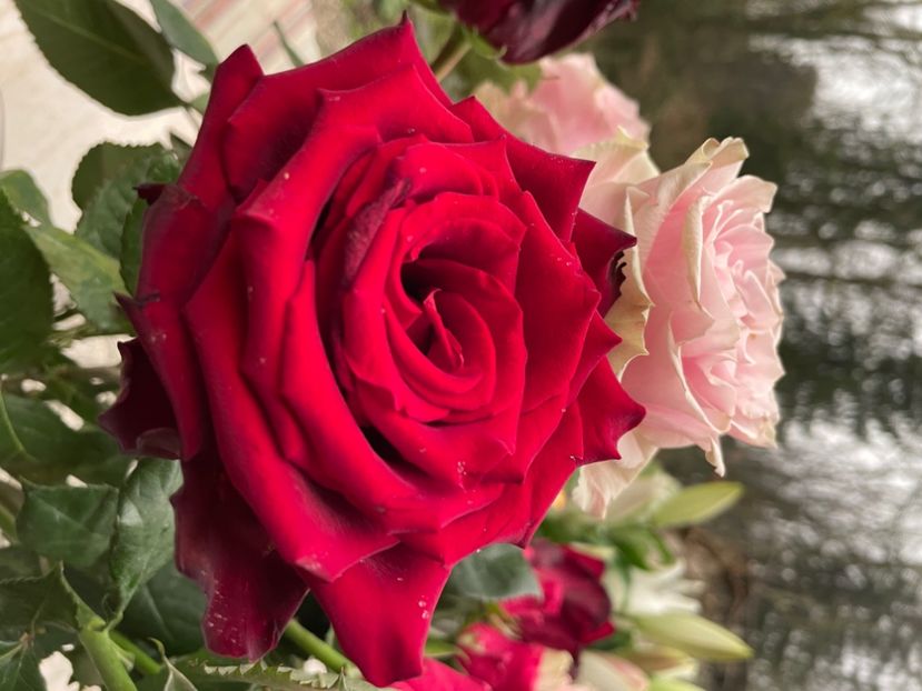 F8A0186A-322A-453D-A65C-359559CCE30E - TRANDAFIRI