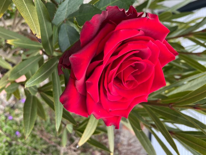 69CBAD17-104A-4C24-82A0-7D528917C084 - TRANDAFIRI