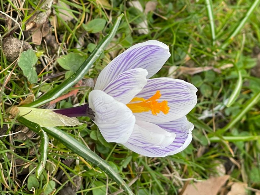 23D02F2A-AE3F-4358-B5CA-6700F5FE9C1A - CROCUS