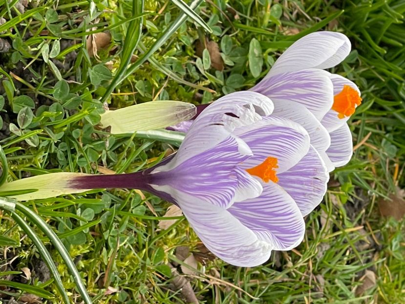 D3F28DDE-F15E-41D5-AF8C-35B82D26C102 - CROCUS